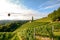 Vineyards with hot air balloon near a winery before harvest in the tuscany wine growing area, Italy