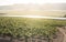 Vineyards and irrigation canal