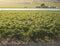 Vineyards and irrigation canal