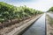 Vineyards and irrigation canal