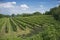 Vineyards in the Italian hills