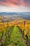 Vineyards between Kappelberg and Rotenberg in Stuttgart - Beautiful landscape scenery in autumn - Aerial view over Neckar Valley,