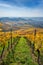 Vineyards between Kappelberg and Rotenberg in Stuttgart - Beautiful landscape scenery in autumn - Aerial view over Neckar Valley,