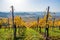 Vineyards between Kappelberg and Rotenberg in Stuttgart - Beautiful landscape scenery in autumn - Aerial view over Neckar Valley,