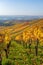 Vineyards between Kappelberg and Rotenberg in Stuttgart - Beautiful landscape scenery in autumn - Aerial view over Neckar Valley,
