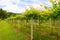 Vineyards in Khao Yai, Thailand.