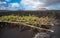 Vineyards in La Geria, Lanzarote, Canary Islands, Spain