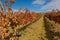 Vineyards in Laguardia