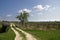 Vineyards at Lake Balaton