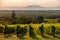 Vineyards with the Lake Balaton and the The Badacsony mountain at sunset in Hungary