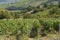 Vineyards, Landscape of burgundy