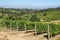 Vineyards landscape in Constantia valley