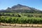 Vineyards landscape in Constantia valley