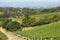 Vineyards landscape in Constantia valley