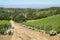 Vineyards landscape in Constantia valley