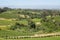 Vineyards landscape in Constantia valley