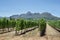 Vineyards landscape near Franschhoek