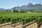 Vineyards landscape near Franschhoek