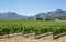 Vineyards landscape near Franschhoek