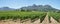 Vineyards landscape near Franschhoek