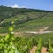 Vineyards landscape, Tokaj, Hungary