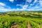 Vineyards landscape and valley at Ternand village in France