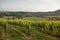 Vineyards landscape in Vienna, Austria Green colored leaves of grapevine lit by the setting sun in summer season with cloudy sky.