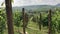 Vineyards on the Langhe Hills near La Morra, Piedmont - Italy
