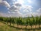 Among the vineyards of the Langhe hills, Piedmont - Italy