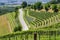 Vineyards in the Langhe near Barbaresco