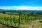 Vineyards of Langhe, Piedmont - Italy