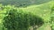 Vineyards, Langhe Piedmont - Italy