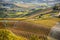 Vineyards in langhe region of northern italy in autumn with full