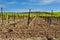 Vineyards in Languedoc