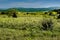 Vineyards in Languedoc