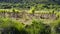 Vineyards in Languedoc