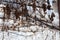 vineyards with the last grapes of the year  covered with the snows of Branches of trees and bushes under the snow