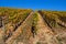 Vineyards in late autumn