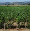 vineyards in late summer in vina del mar, close to the capital santiago de chile