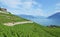 Vineyards in Lavaux region against Geneva lake. Switzerla