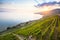 Vineyards in Lavaux region, Switzerland