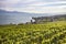 Vineyards in Lavaux region, Switzerland