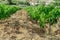 Vineyards, Little sprouts grapes,