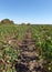 Vineyards in the Loire valley