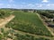 Vineyards of Maconnaise regional appellation, wine making in Burgundy near Macon, France