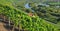 Vineyards,Main River,Germany