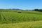 Vineyards in Marlborough