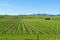 Vineyards in Marlborough