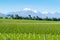 Vineyards in Marlborough