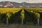 Vineyards in Marlborough